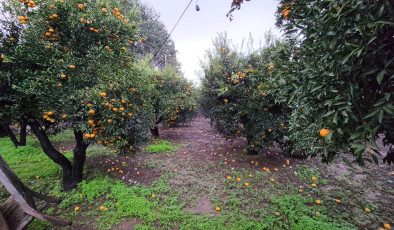 Bodrum mandalini rant kurbanı oldu