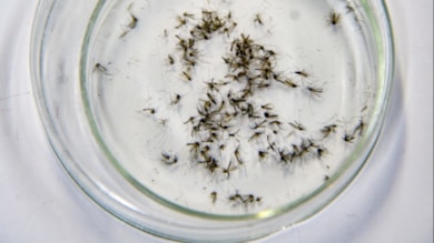 Ocak ayında sivrisinek kâbusu! Neden kanımızı emiyorlar? İşte sebebi…