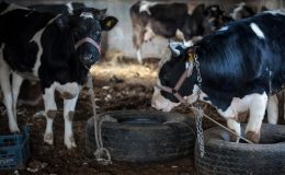 Depremzede besicilerden üretime kamu desteği talebi