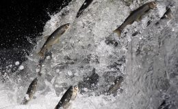 18 santimden 24 santime çıktı