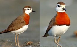 Afrika’dan gelen göçmen kuşlar kene taşıyor