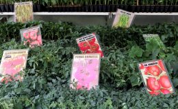 Bağı bahçesi olmayanlar, doğa özlemini böyle gideriyor