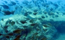 Uzmanlar tehlikeye dikkat çekti: ‘İstilacı tür’ endişesi