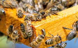 Arı ölümlerine yol açan faktörler iklim değişikliğiyle artıyor