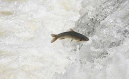 Göçmen tatlı su balıkların 50 yılda yüzde 80 azaldı