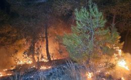 Adana’da 2 günde 10 orman yangını çıktı: ‘İnsan eli’ uyarısı