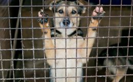 İstanbul’da sokak hayvanlarının toplatılmasına ilişkin davada karar