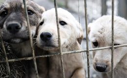 Kimlikli köpek sayısı 934 bin