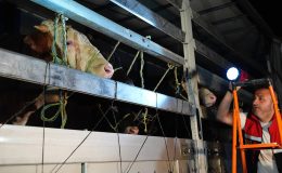 Kurbanlıklar İstanbul’a gelmeye başladı