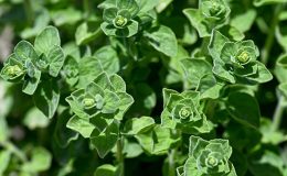 Otlu peynire lezzet katan kekik türleri koruma altında