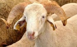 Vekaletle kurban kesiminde doğru bilinen yanlışlar