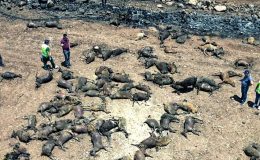 Yangın felaketinde hasar tespiti sürüyor, bilanço ağırlaşıyor