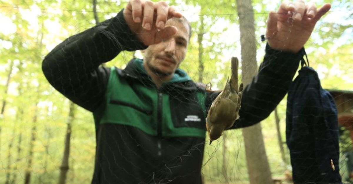 Göçmen kuşlar “halkalama” ile takip ediliyor