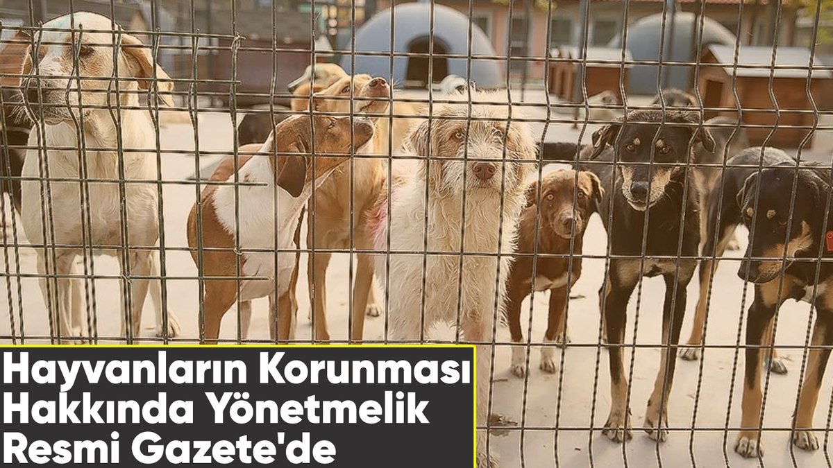 Hayvanların Korunmasına Dair Uygulama Yönetmeliği Resmi Gazete’de