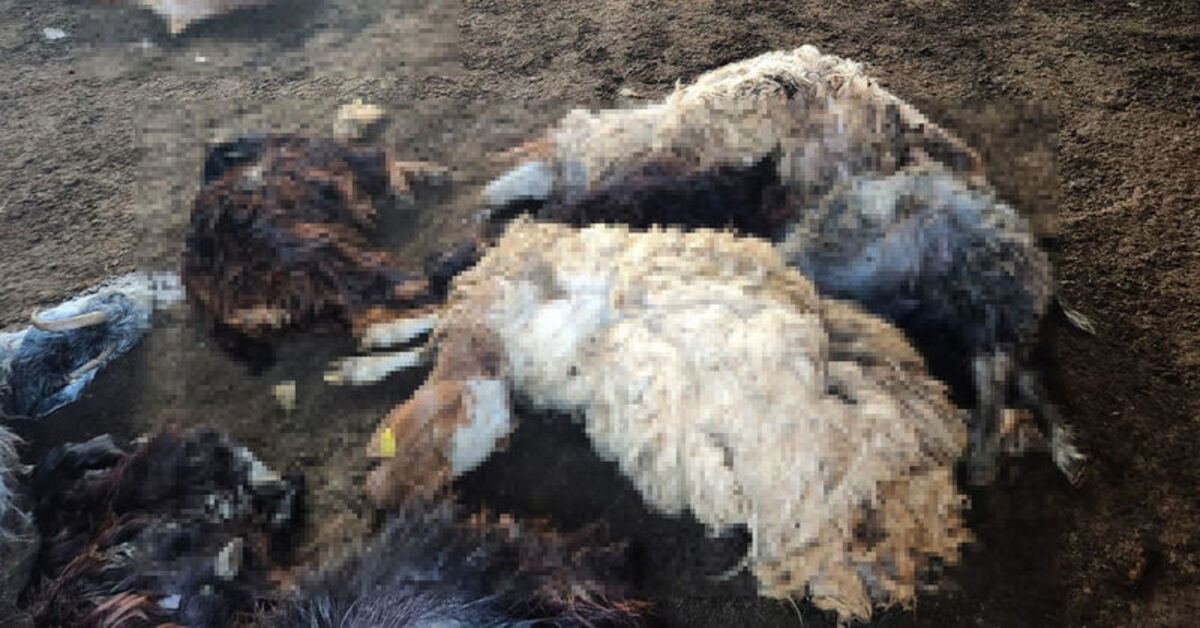 İslahiye’de kurtların saldırısında 40 koyun öldü