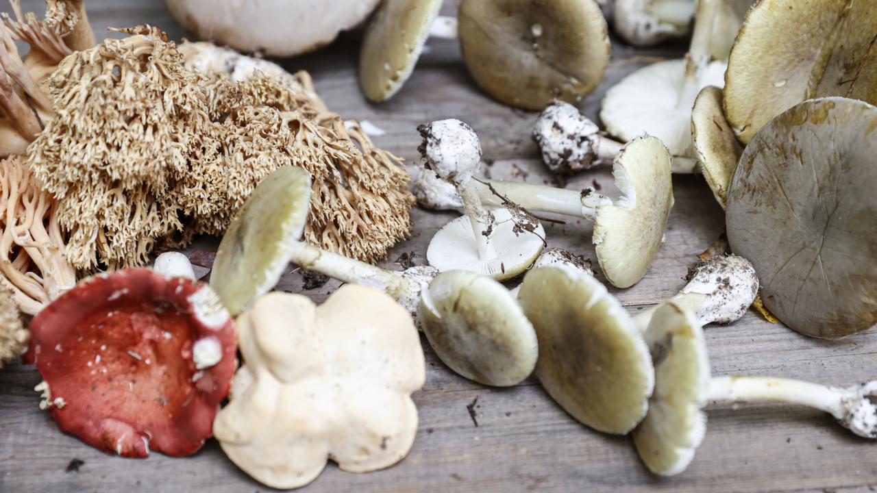 Türkiye’de 100’den fazla zehirli mantar var